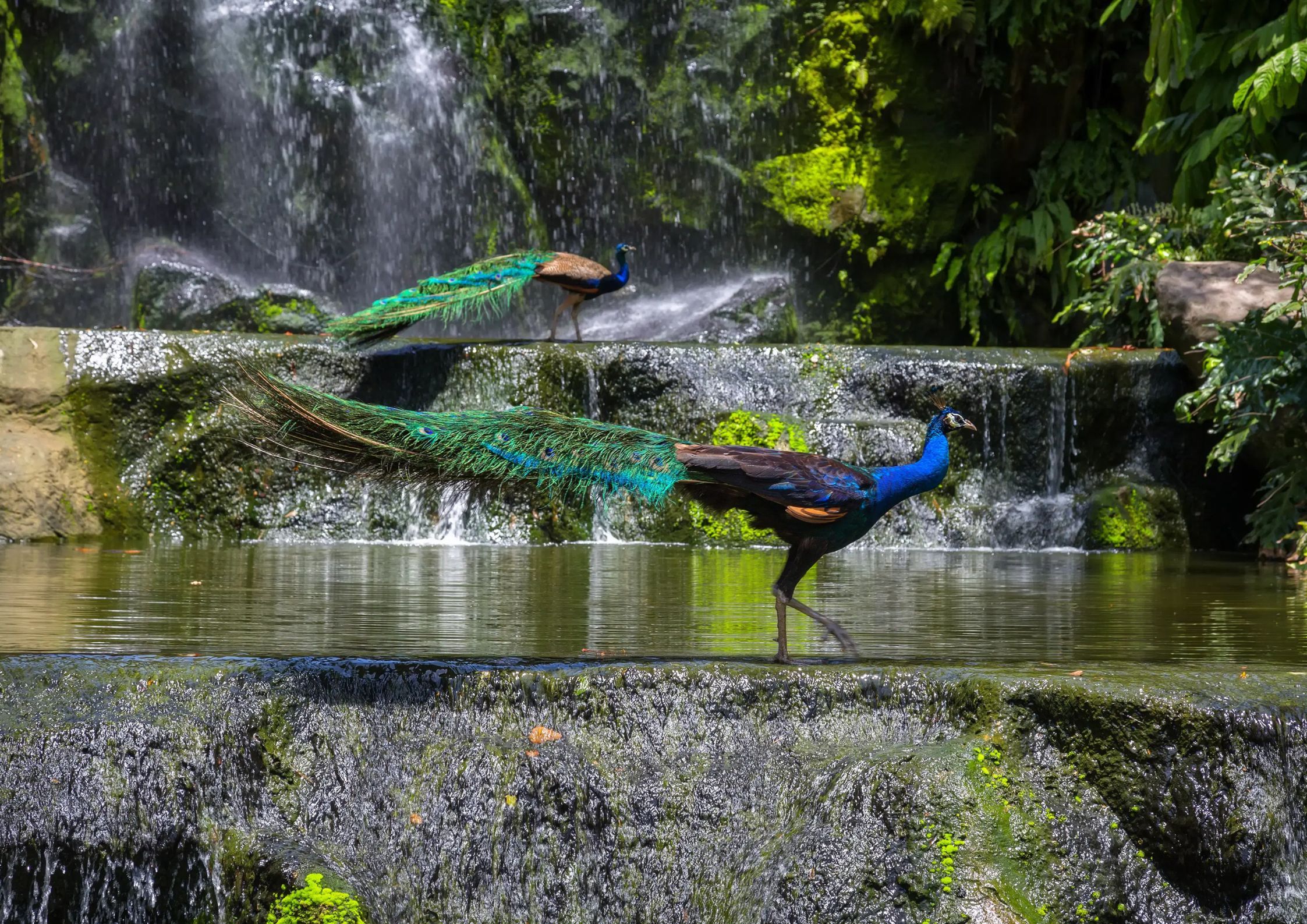 KL Bird Park - Must Watch RCKL KL Bird Park - Must Watch RCKL